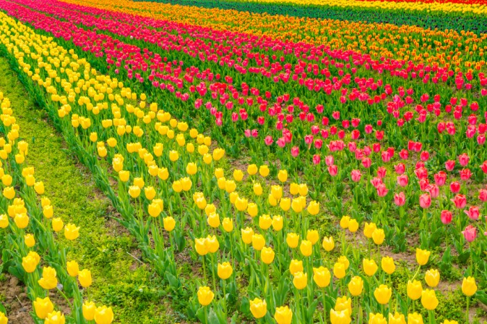 Explore the world with Suhaani Sair, beautiful tulip garden