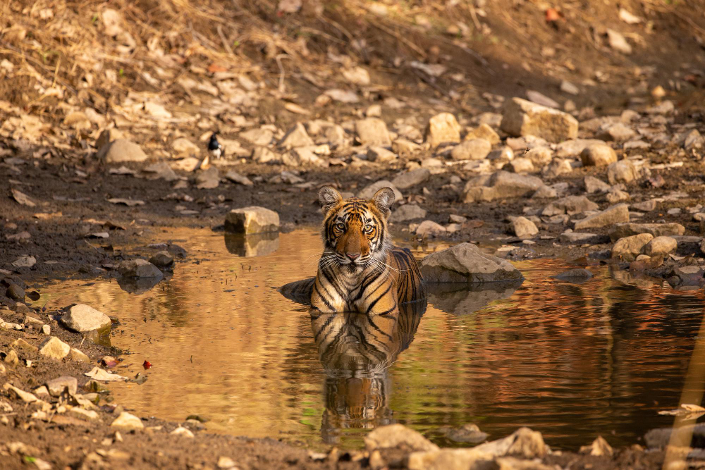 Rajasthan essence of royal splendor, Royal Bengal Tiger